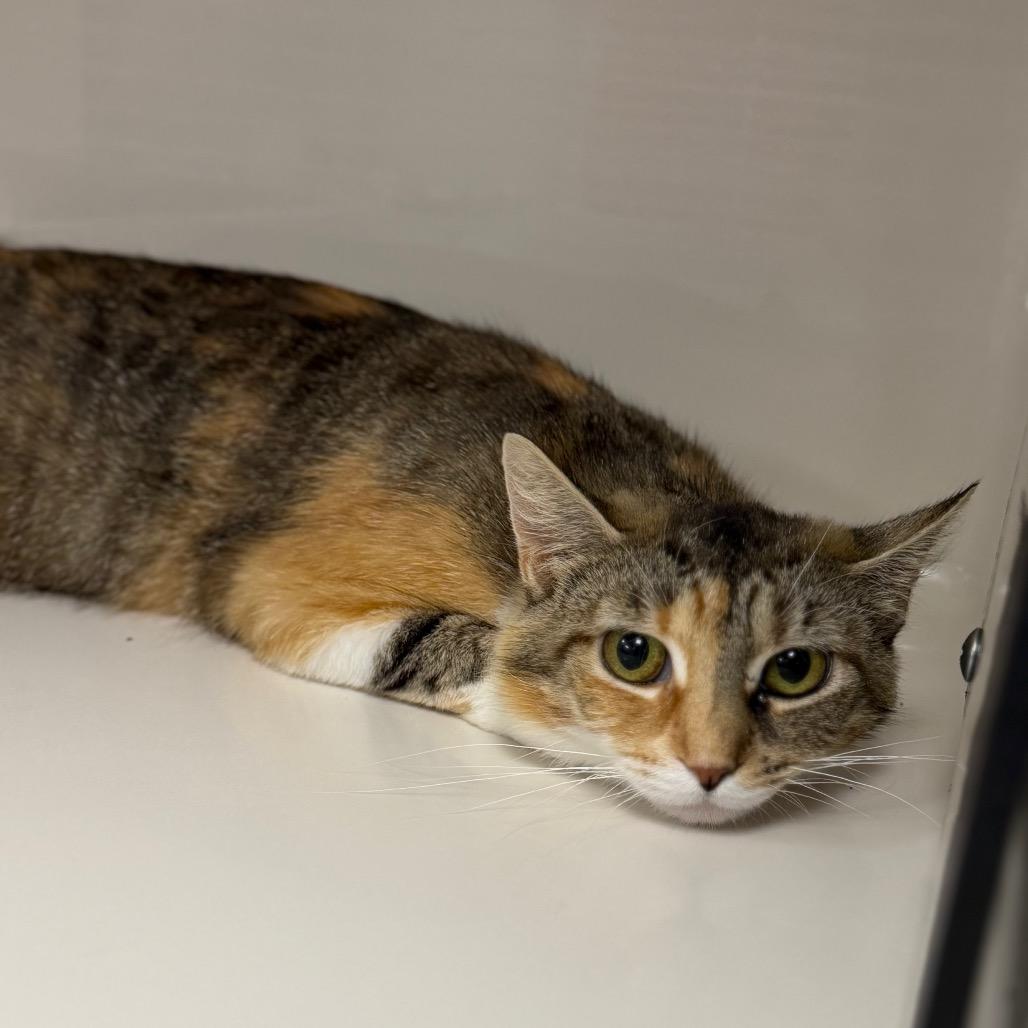 Frisky, a Adoptable Domestic Short Hair in Watertown, NY image 3/3
