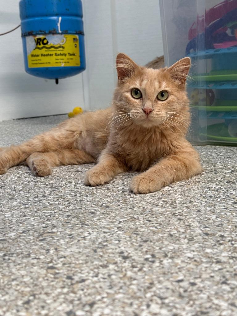 Sugarbee, Adoptable, Young Female Domestic Long Hair.