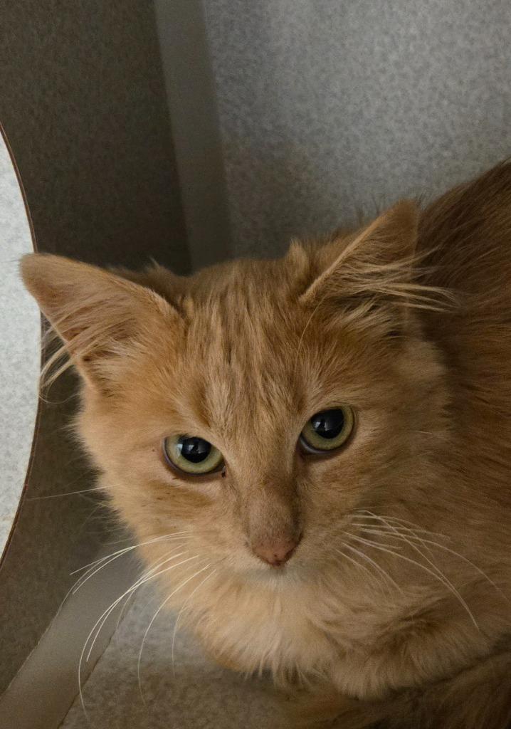 Sugarbee, a Adoptable mixed breed in Viroqua, WI image 2/5