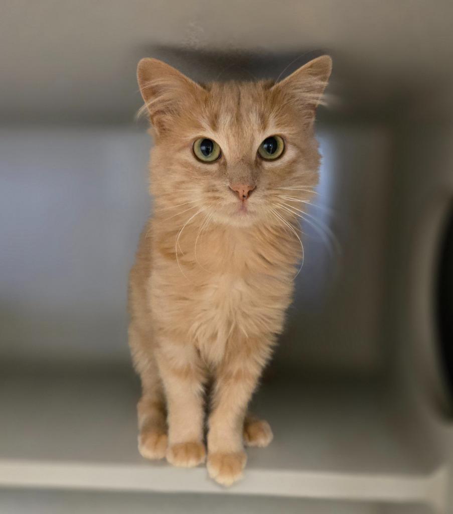 Sugarbee, a Adoptable mixed breed in Viroqua, WI image 3/5