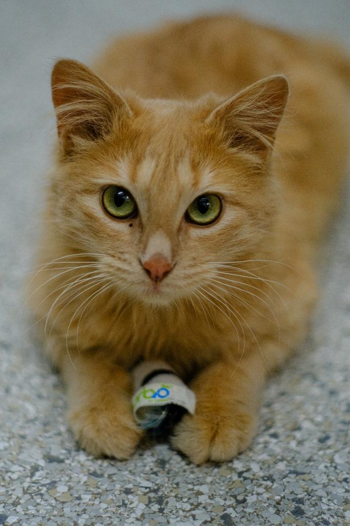 Sugarbee, a Adoptable mixed breed in Viroqua, WI image 4/5