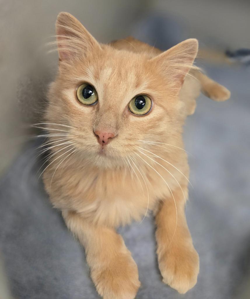 Sugarbee, a Adoptable mixed breed in Viroqua, WI image 5/5