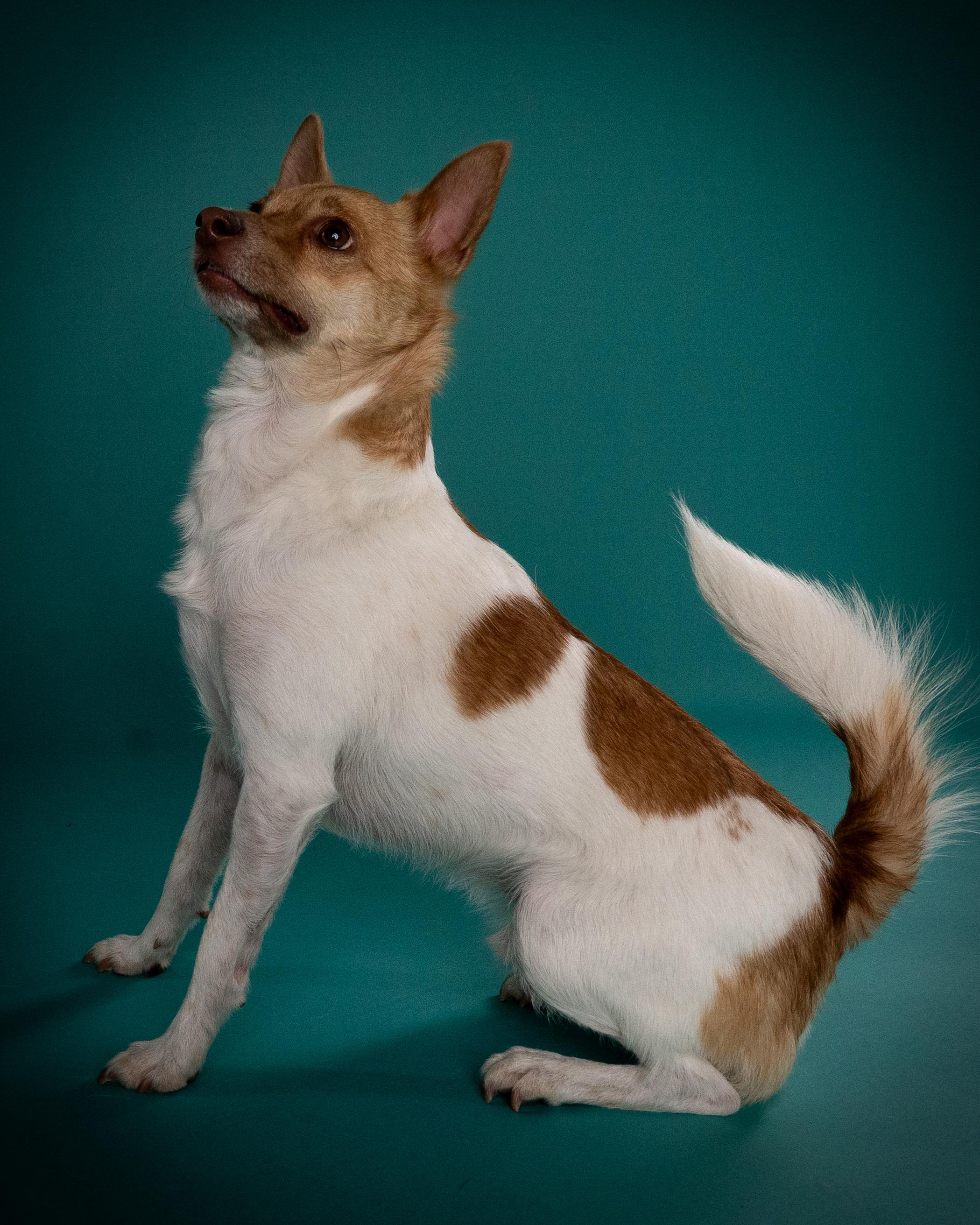 Enlarge Poncho, an adoptable mixed breed in Appleton, WI image 4/5