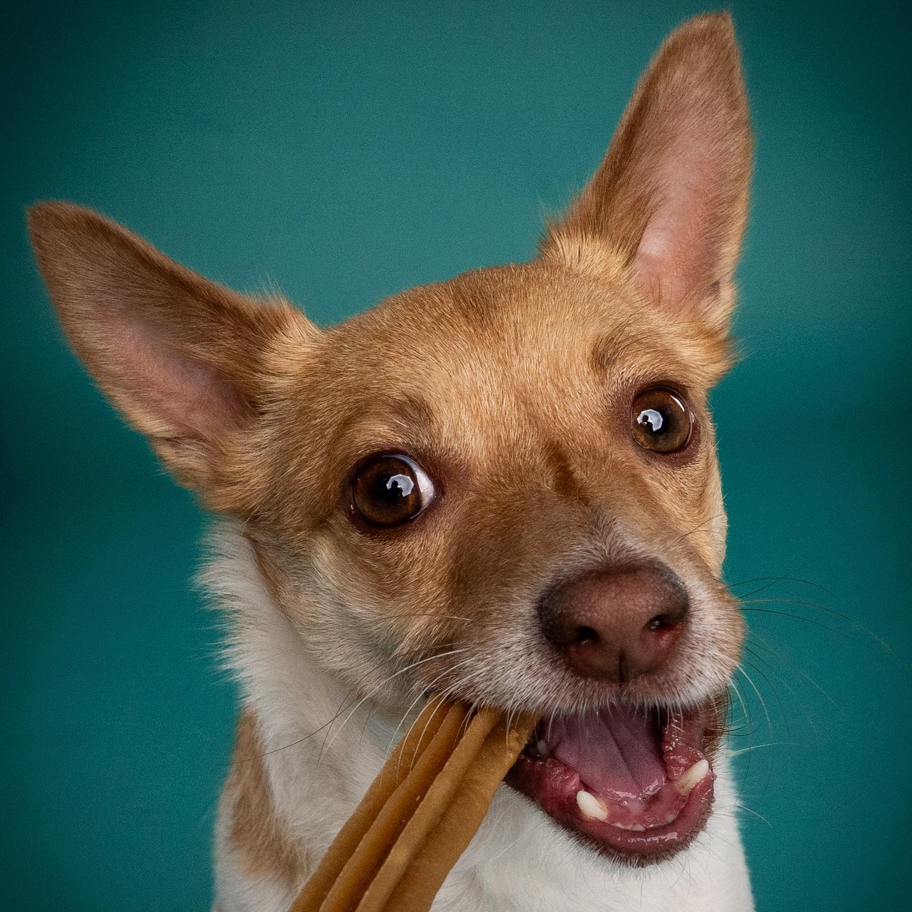 Poncho, adoptable, Adult Male Parson Russell Terrier & Chihuahua.