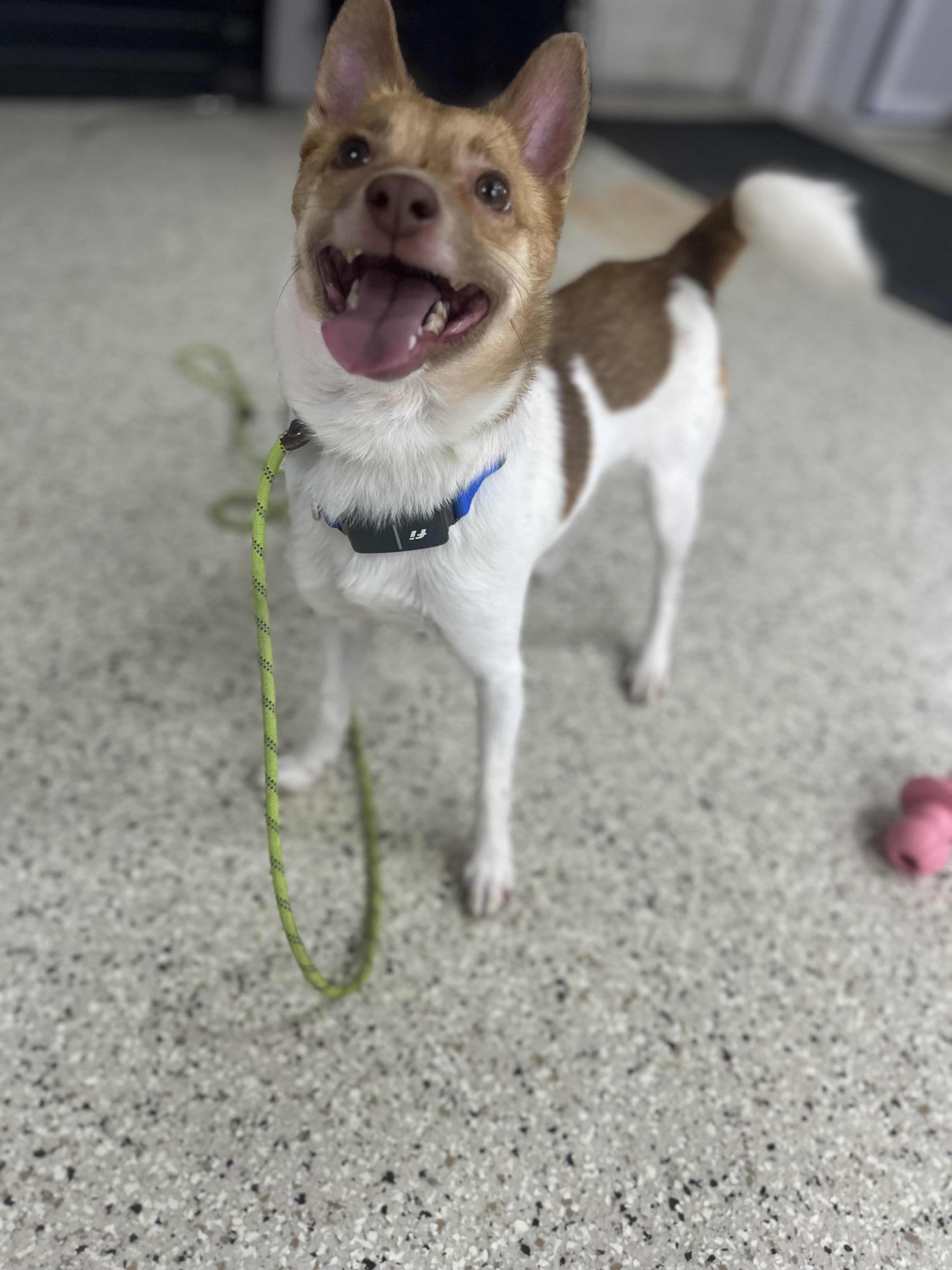 Poncho, an adoptable Parson Russell Terrier, Chihuahua in Appleton, WI, 54915 | Photo Image 2