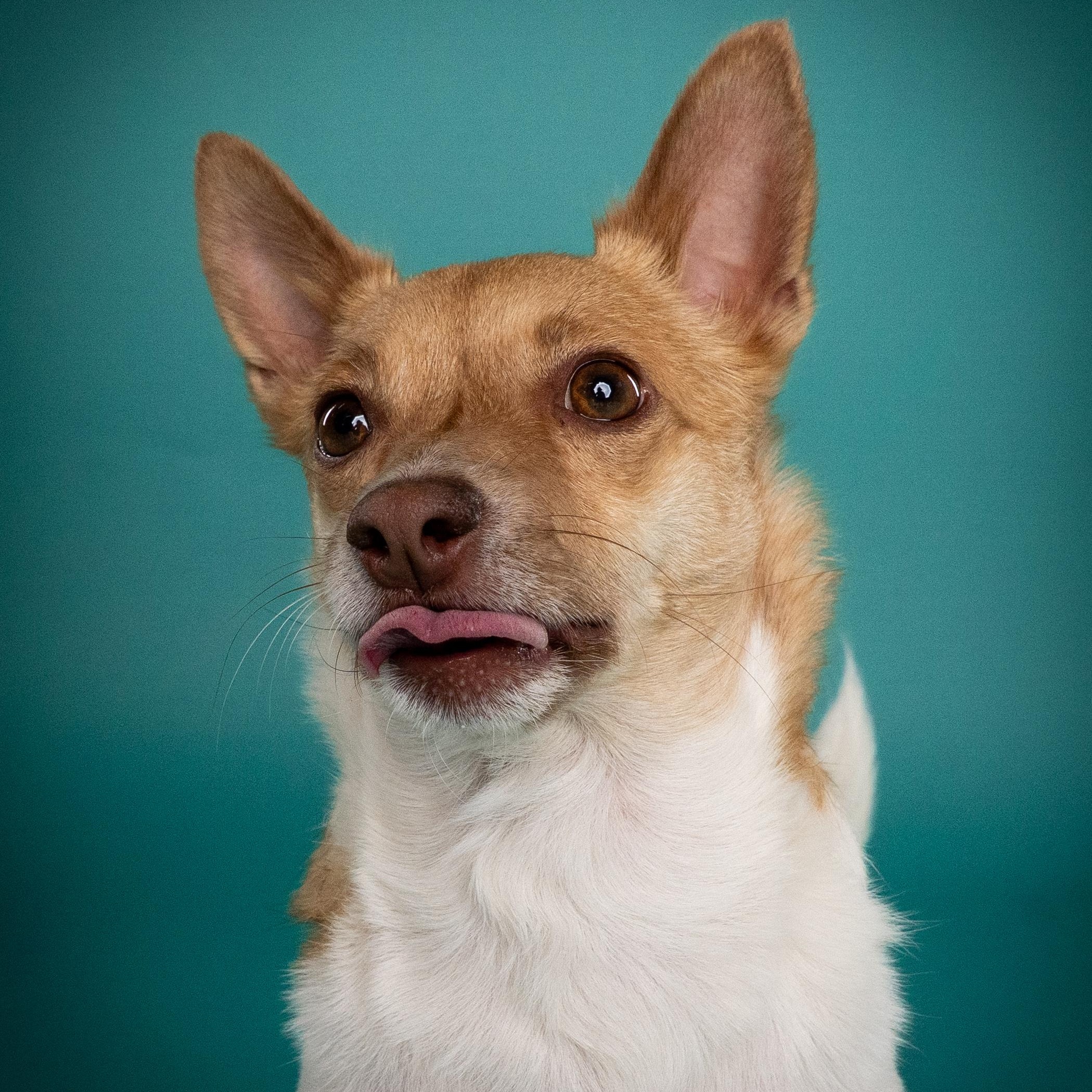 Enlarge Poncho, an adoptable mixed breed in Appleton, WI image 5/5