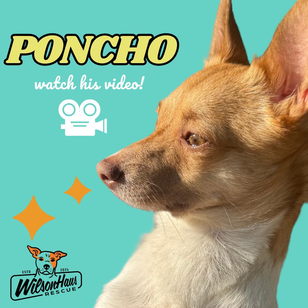 Poncho, adoptable, Adult Male Parson Russell Terrier & Chihuahua.