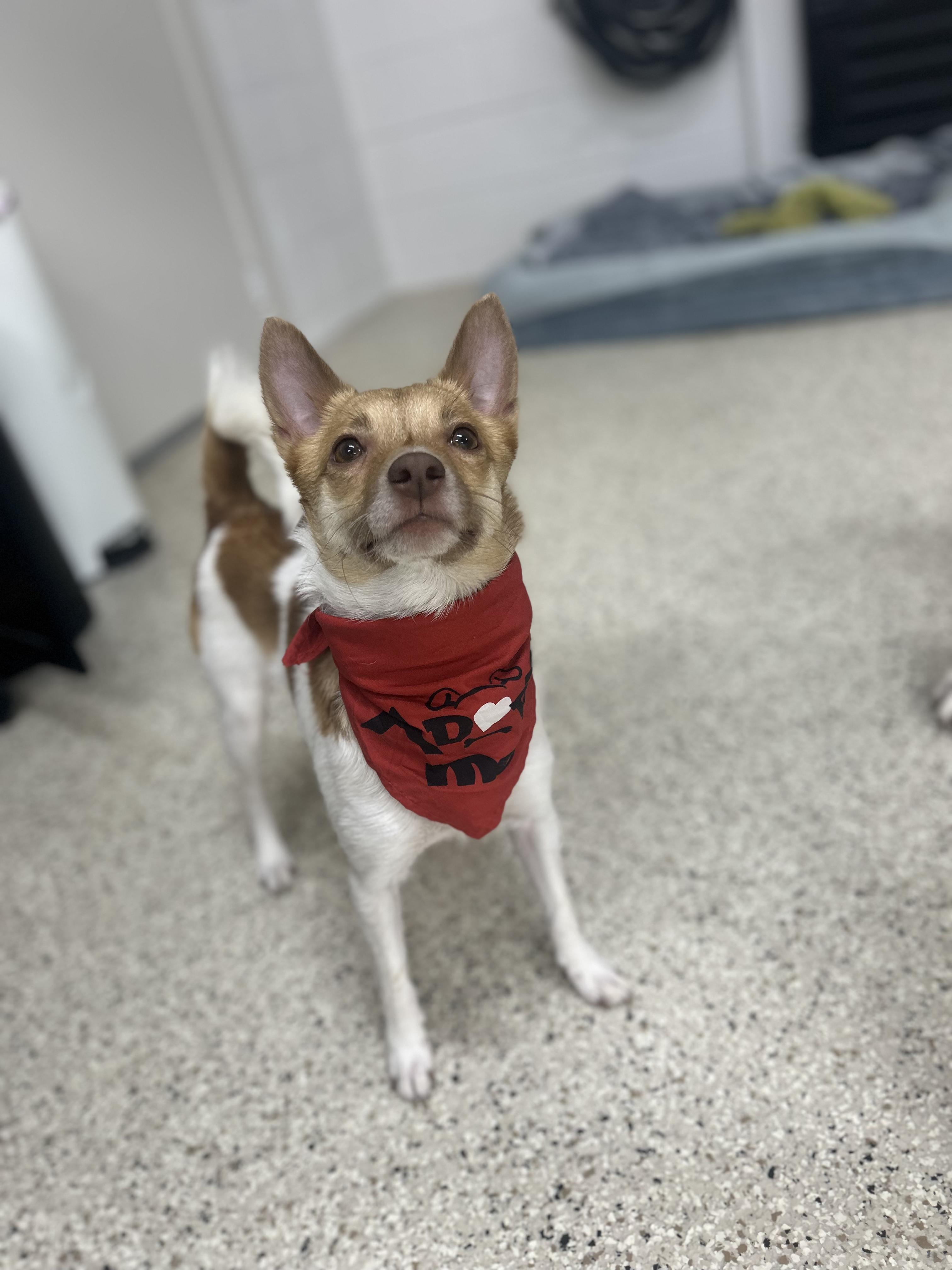 Poncho, an adoptable Parson Russell Terrier, Chihuahua in Appleton, WI, 54915 | Photo Image 3