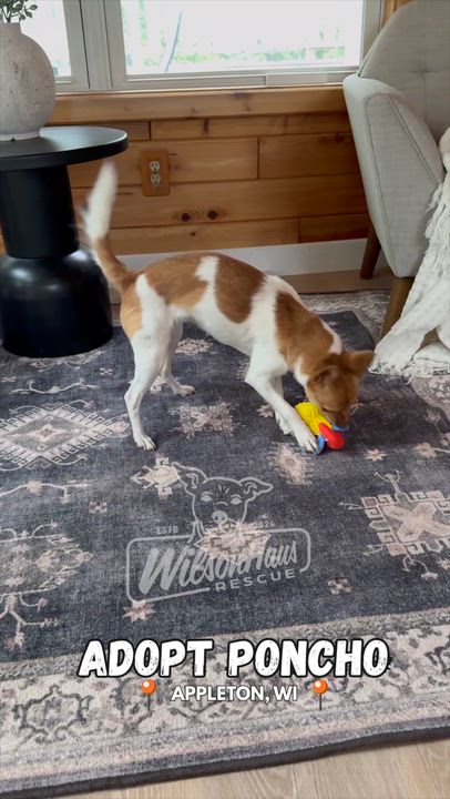 Enlarge Poncho, an adoptable mixed breed in Appleton, WI video 3/5