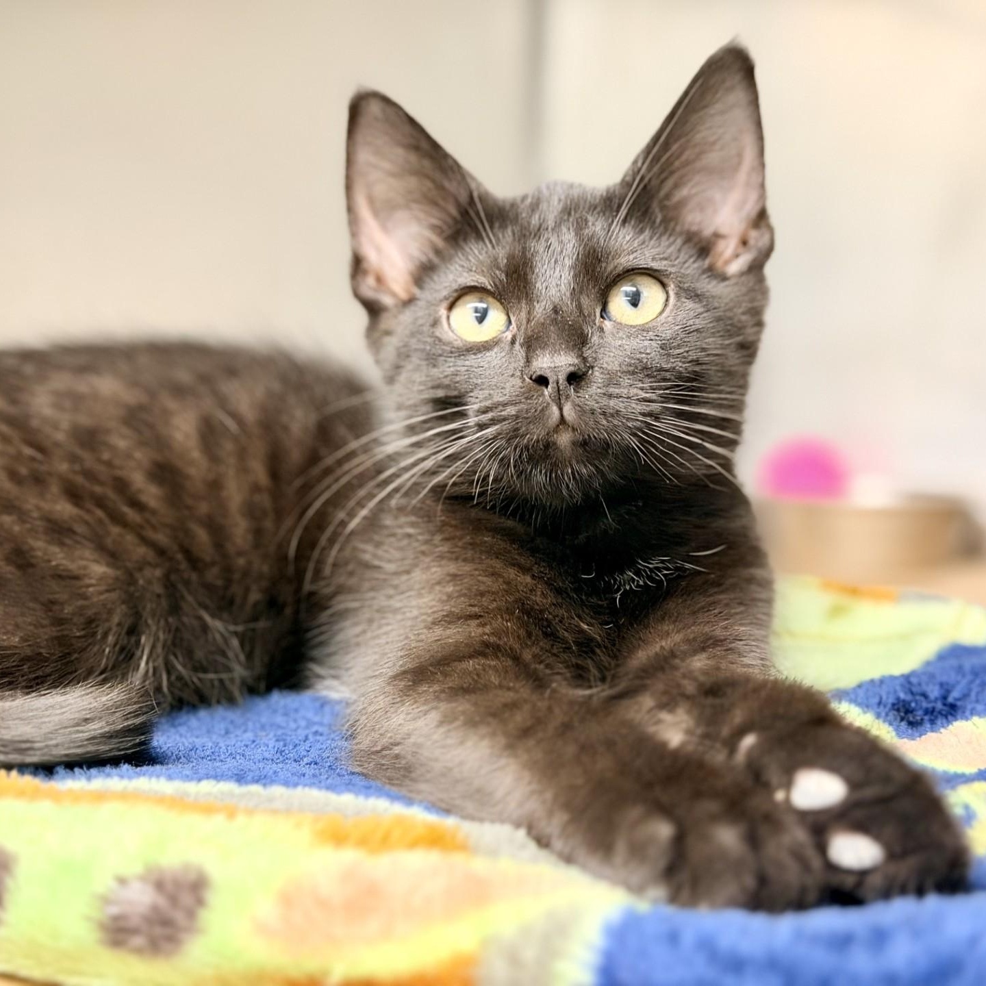 Enlarge Woody, an adopted Domestic Short Hair in Jackson, NJ image 2/2