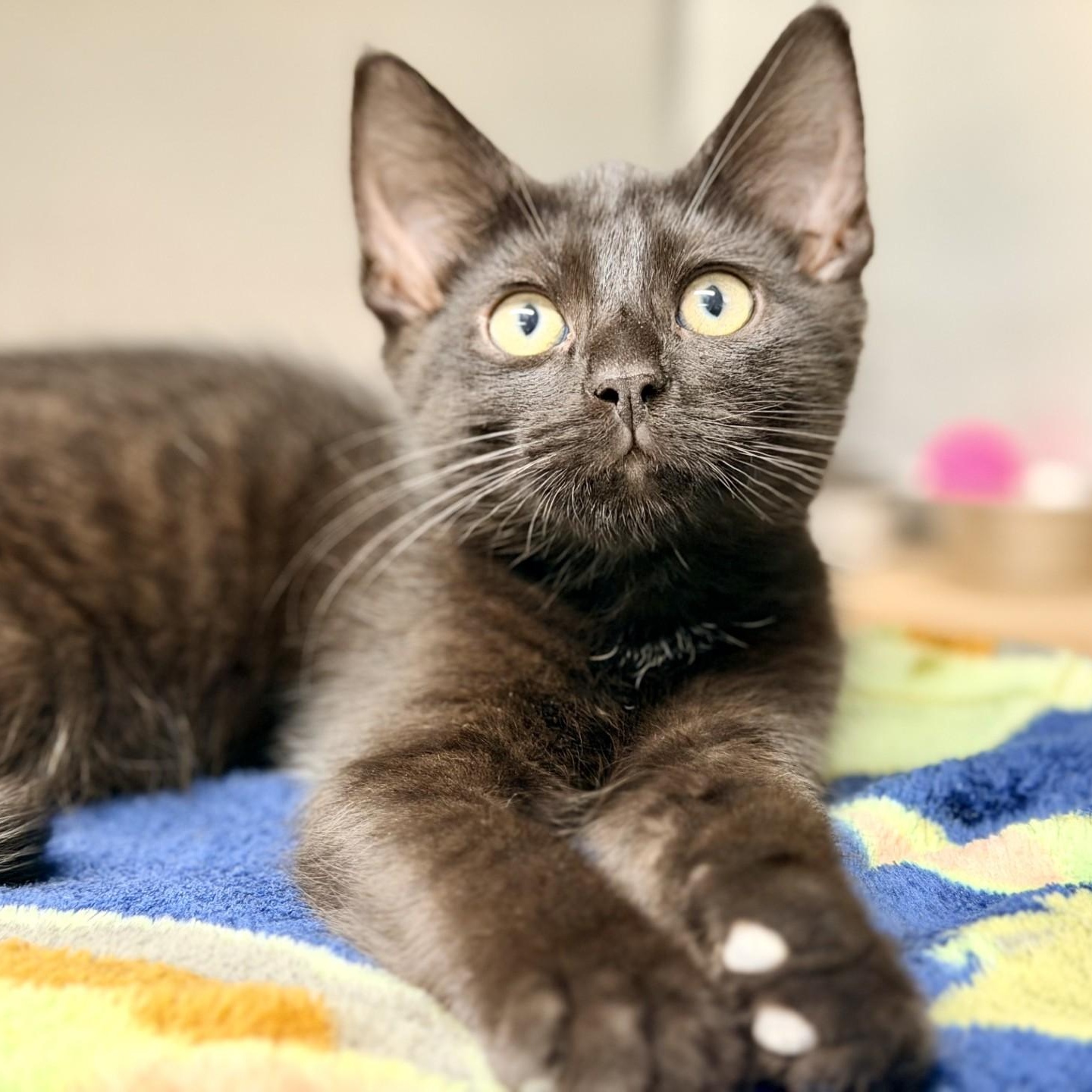 Enlarge Woody, an adopted Domestic Short Hair in Jackson, NJ image 1/2