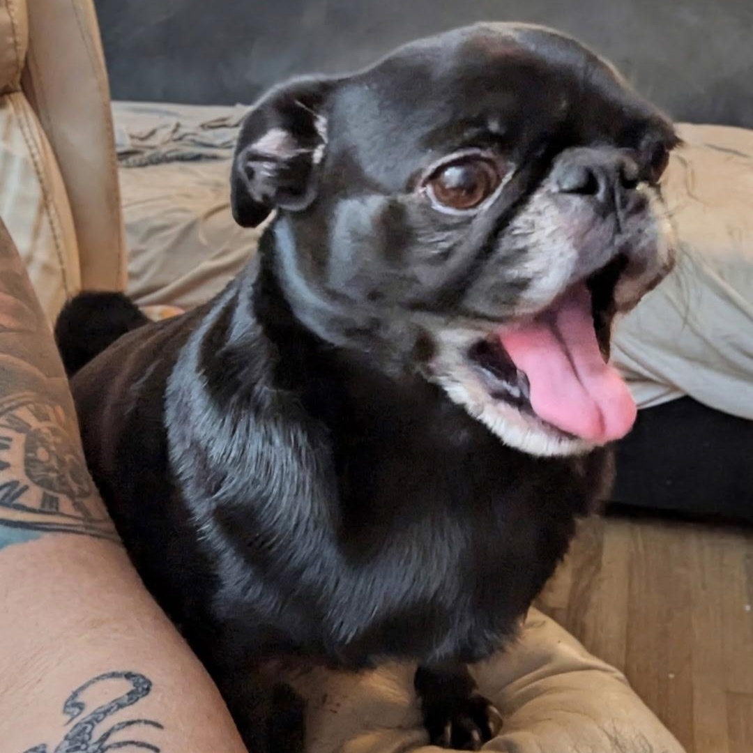 Morgan — thumbnail 4