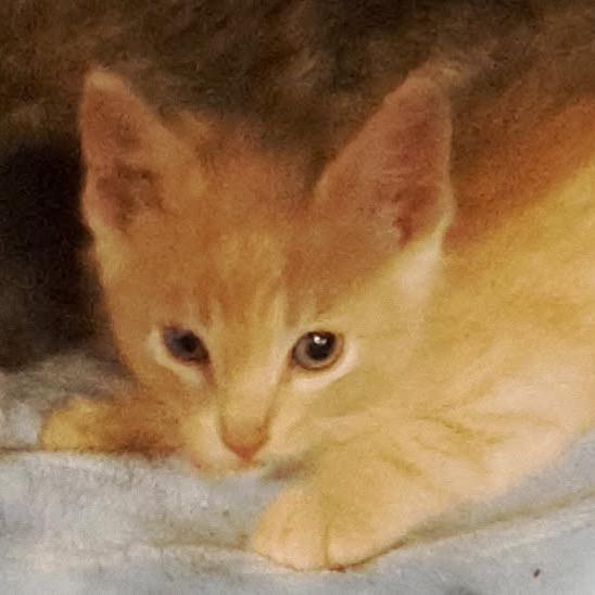 Drew, Adoptable, Kitten Male Domestic Short Hair.