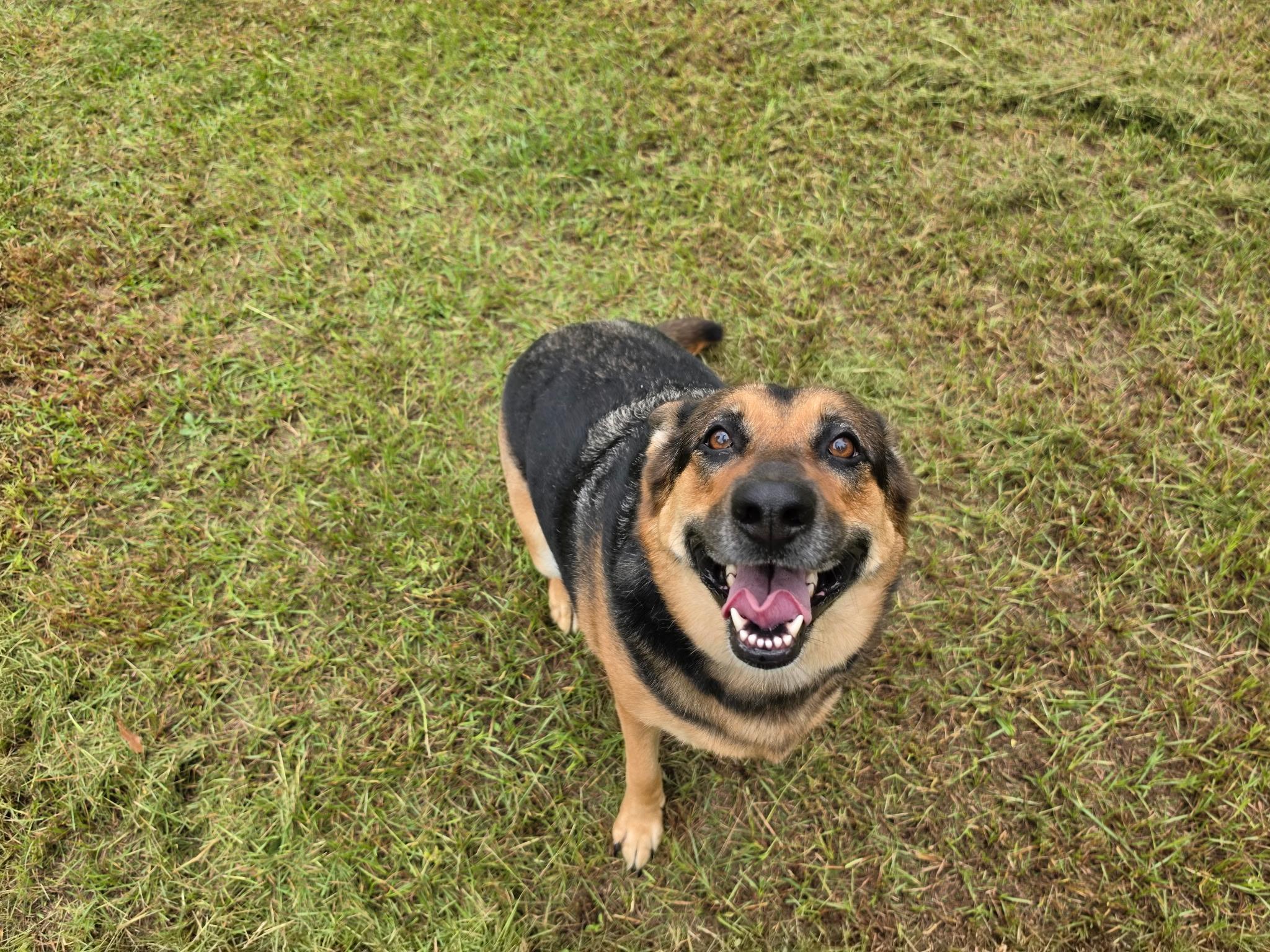 Enlarge Bea - COURTESY POST, a ADOPTABLE German Shepherd Dog in Raeford, NC image 4/6