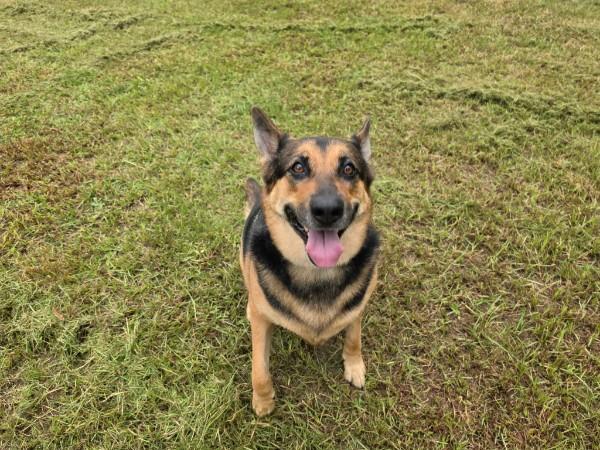 Enlarge Bea - COURTESY POST, a ADOPTABLE German Shepherd Dog in Raeford, NC image 3/6