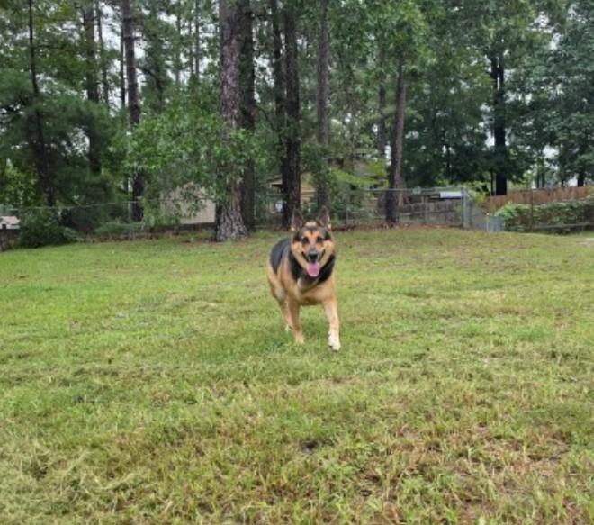 Enlarge Bea - COURTESY POST, a ADOPTABLE German Shepherd Dog in Raeford, NC image 6/6