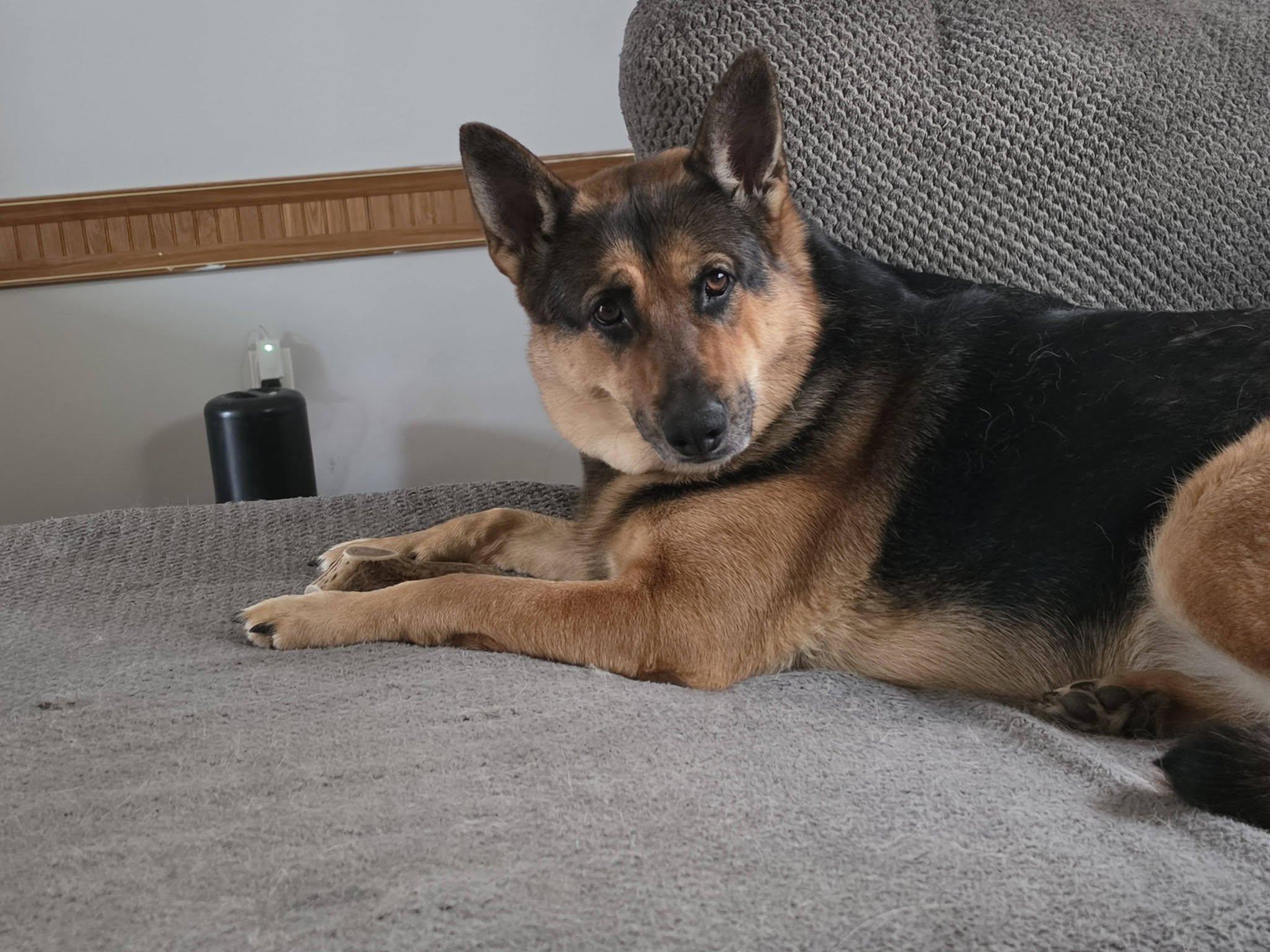 Bea - COURTESY POST, ADOPTABLE, Adult Female German Shepherd Dog.