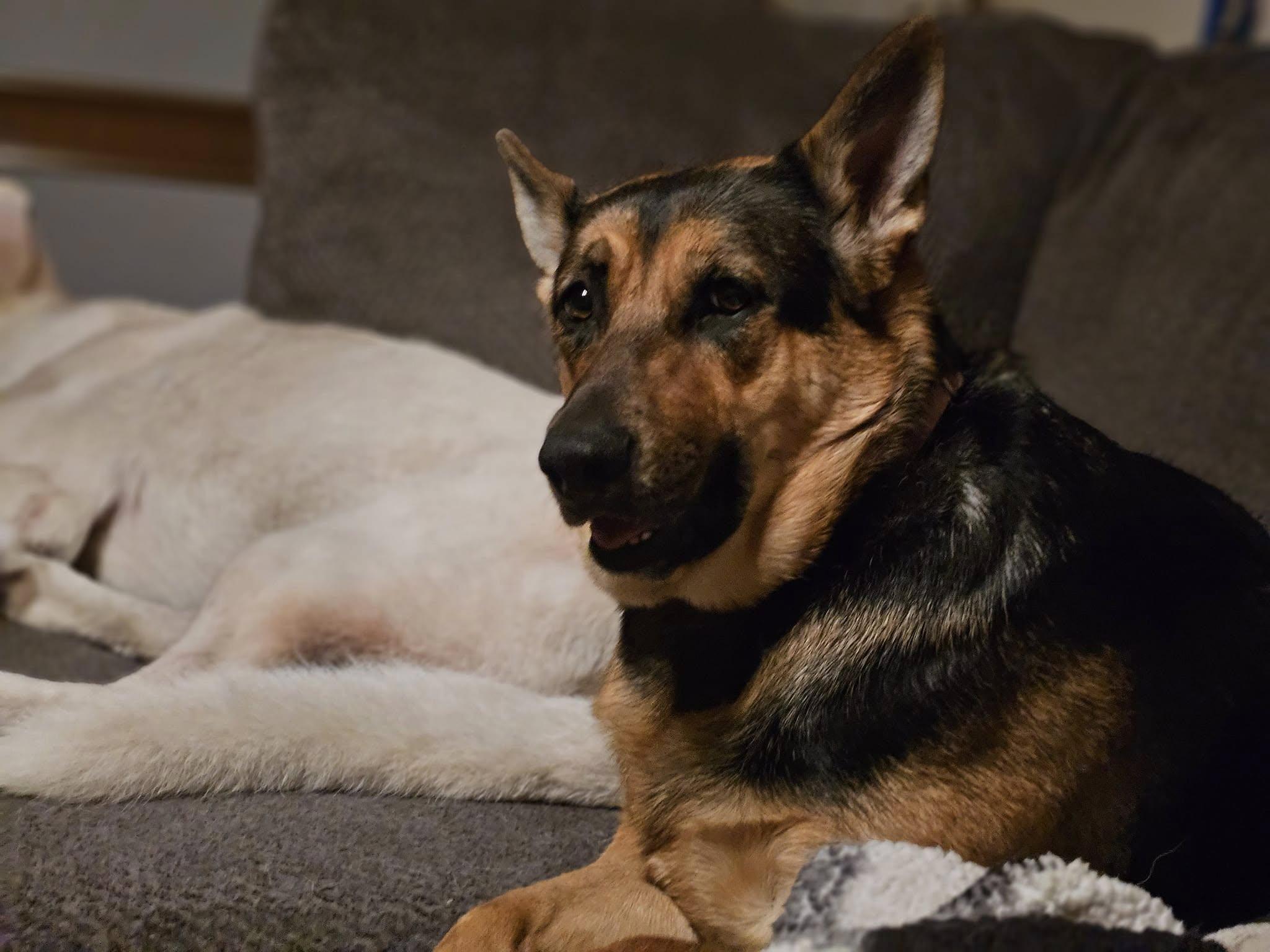 Enlarge Bea - COURTESY POST, a ADOPTABLE German Shepherd Dog in Raeford, NC image 2/6