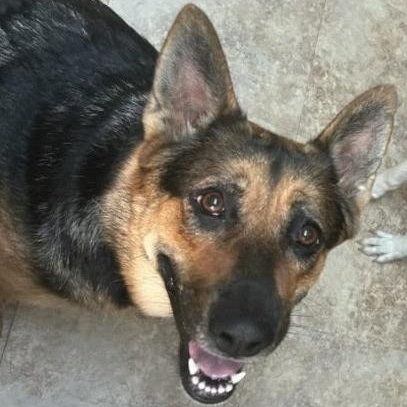 Enlarge Bea - COURTESY POST, a ADOPTABLE German Shepherd Dog in Raeford, NC image 5/6