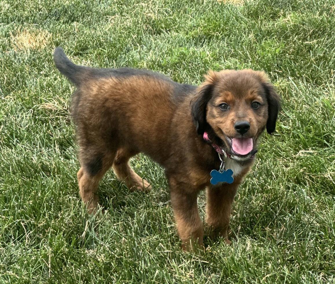 Alexis, a Adoptable mixed breed in Hillside, IL image 1/3