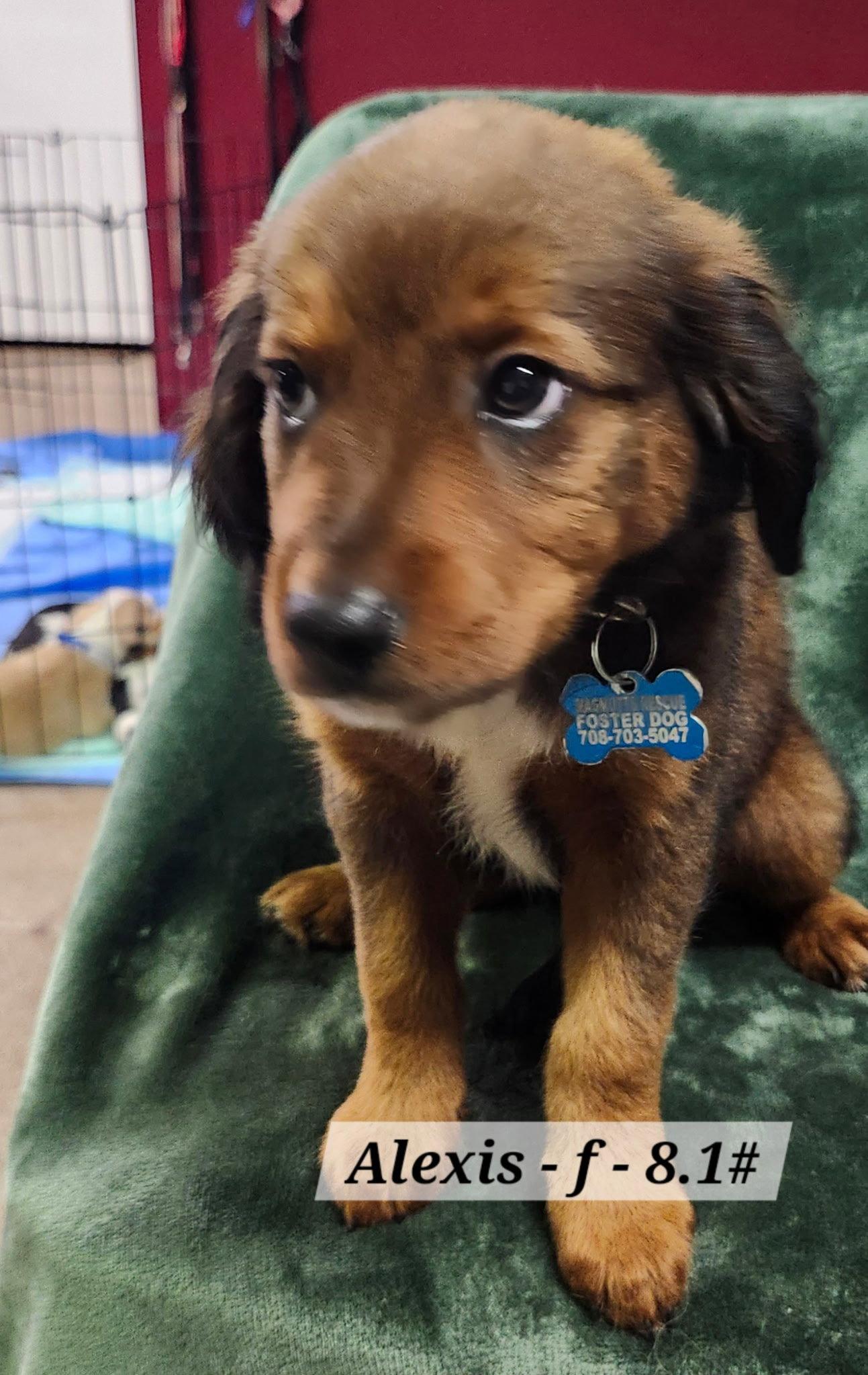Alexis, a Adoptable mixed breed in Hillside, IL image 2/3