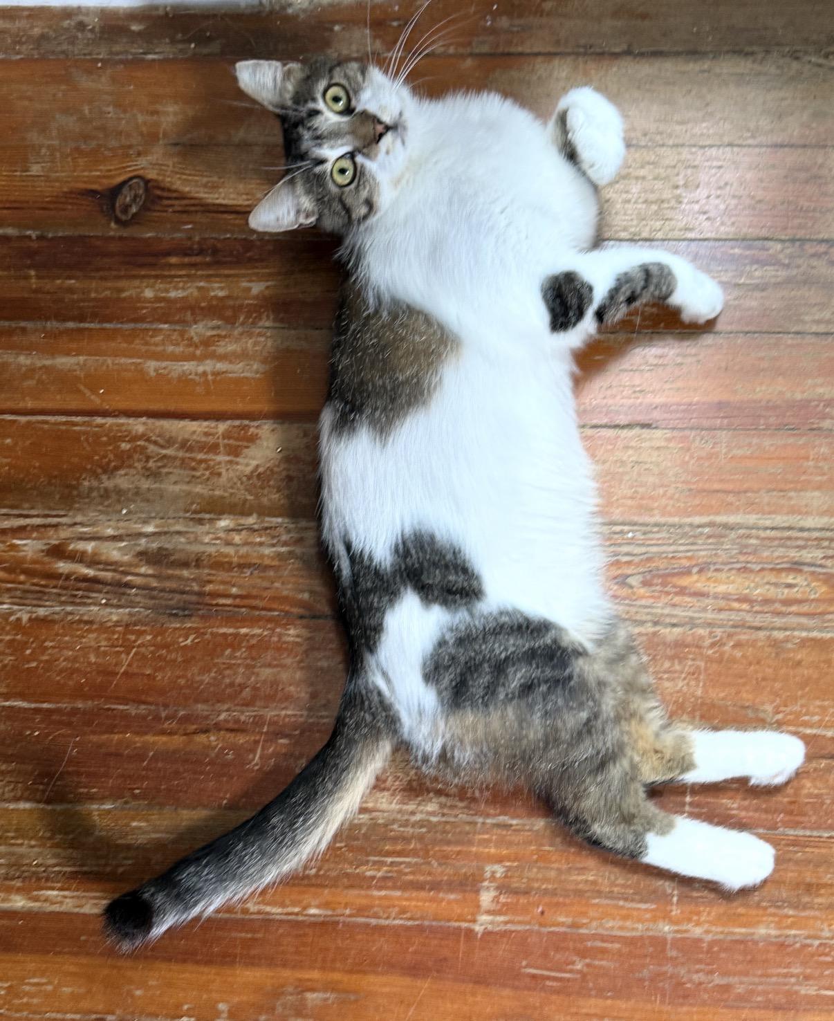 Gabby, Adoptable, Young Female Domestic Short Hair.