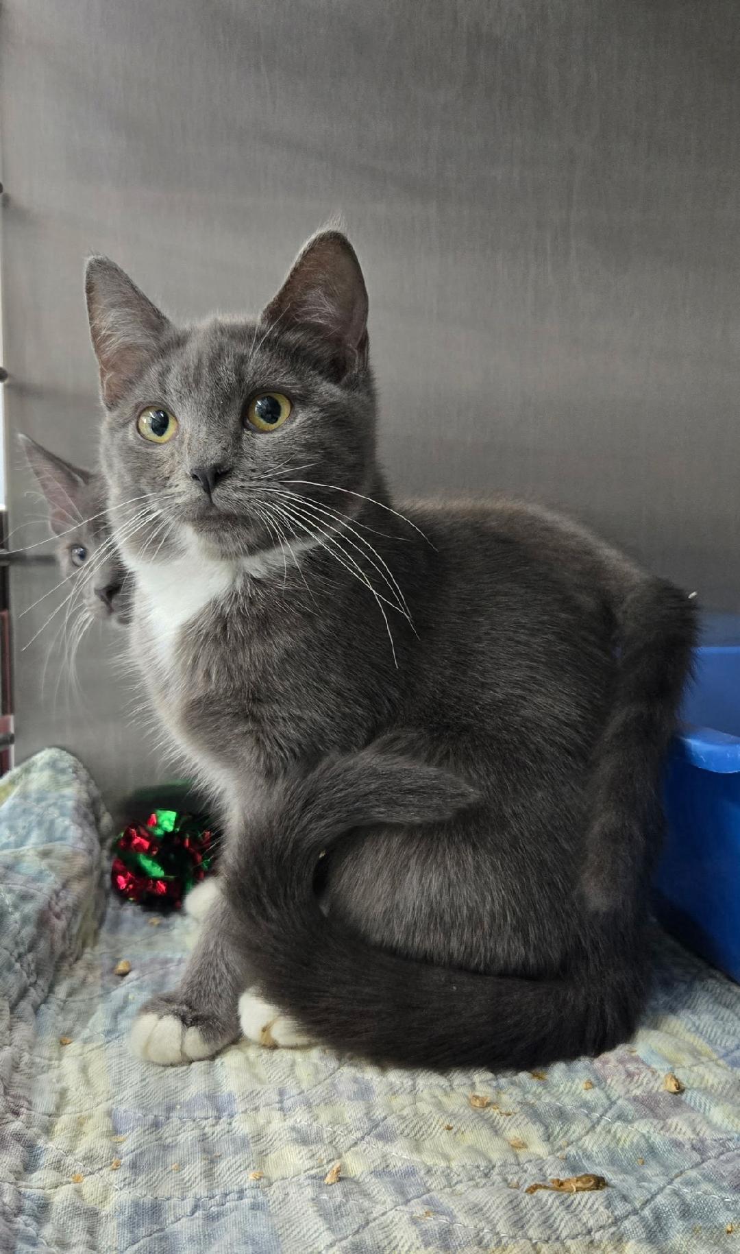 Frusci, ADOPTABLE, Kitten Female Domestic Short Hair.