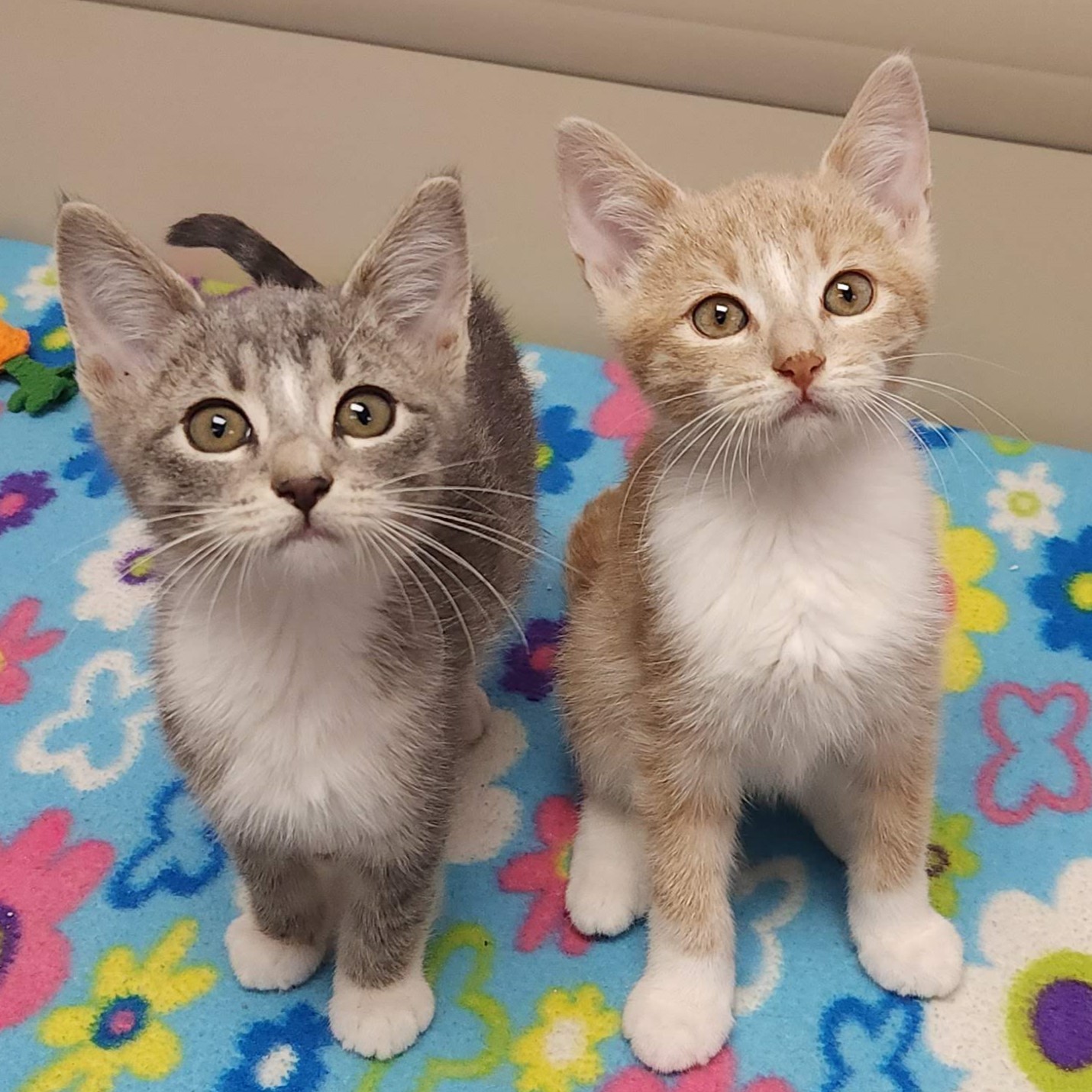 Cat for adoption Willow, a Domestic Short Hair in Marshfield, WI