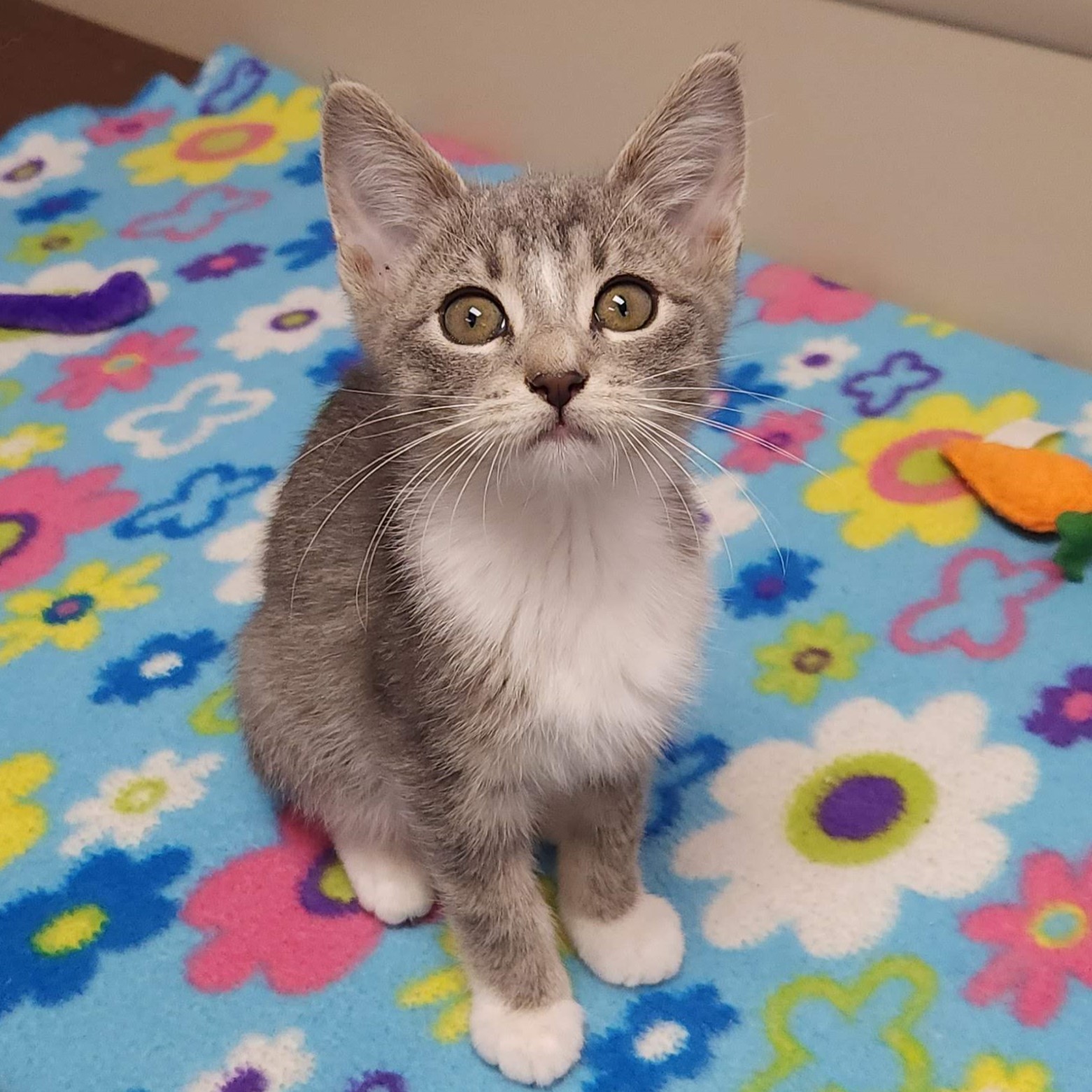 Cat for adoption Willow, a Domestic Short Hair in Marshfield, WI