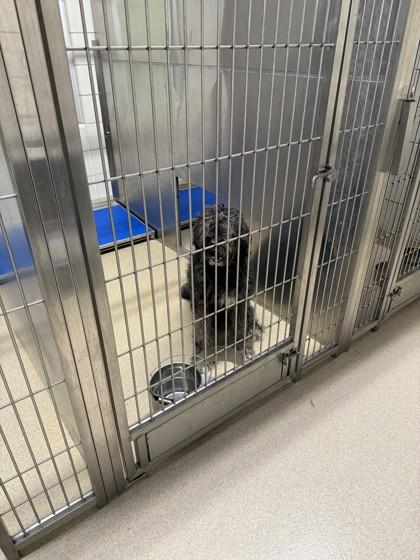 Noelle, Adoptable, Young Female Old English Sheepdog & Mixed Breed.