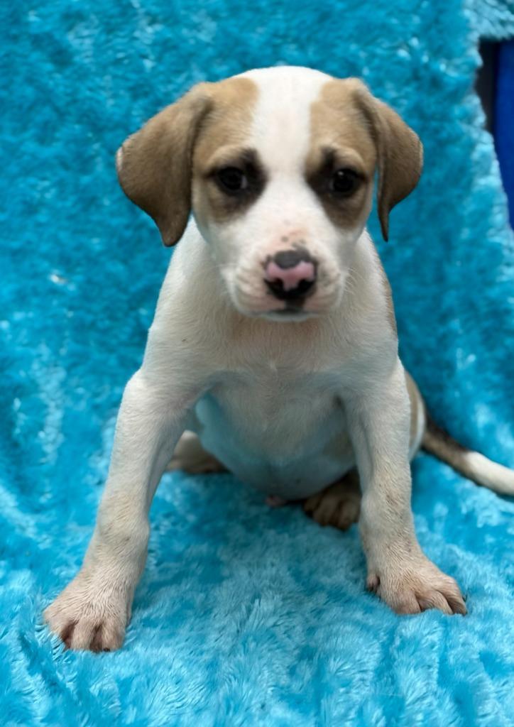 Schroeder, Adoptable, Puppy Male Great Pyrenees & Pit Bull Terrier.