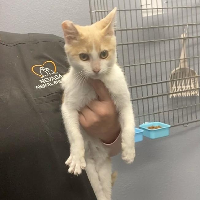 Tito, Adoptable, Young Male Domestic Short Hair.