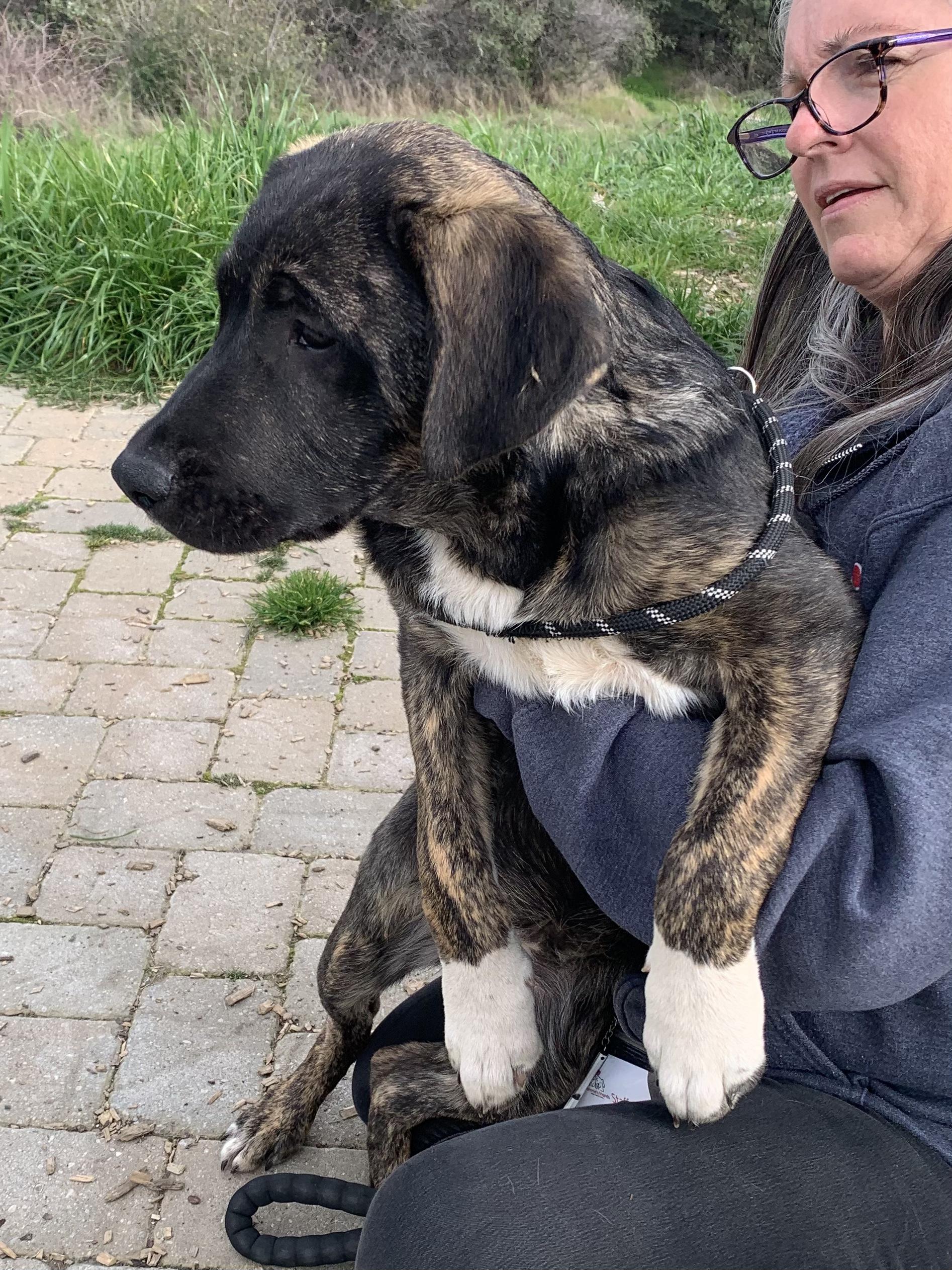 Cooper Kupp, a ADOPTABLE Mixed Breed in Grass Valley, CA image 3/3