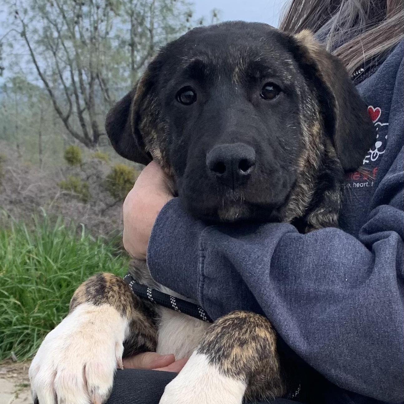 Cooper Kupp, a ADOPTABLE Mixed Breed in Grass Valley, CA image 1/3