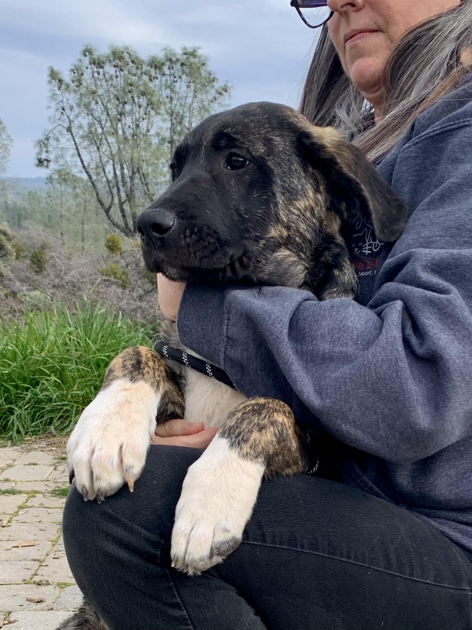 Cooper Kupp, a ADOPTABLE Mixed Breed in Grass Valley, CA image 2/3