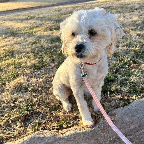 Chase, a Adoptable mixed breed in Broken Arrow, OK image 1/3