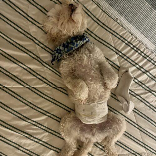 Enlarge Chase, a Adoptable mixed breed in Broken Arrow, OK image 2/4