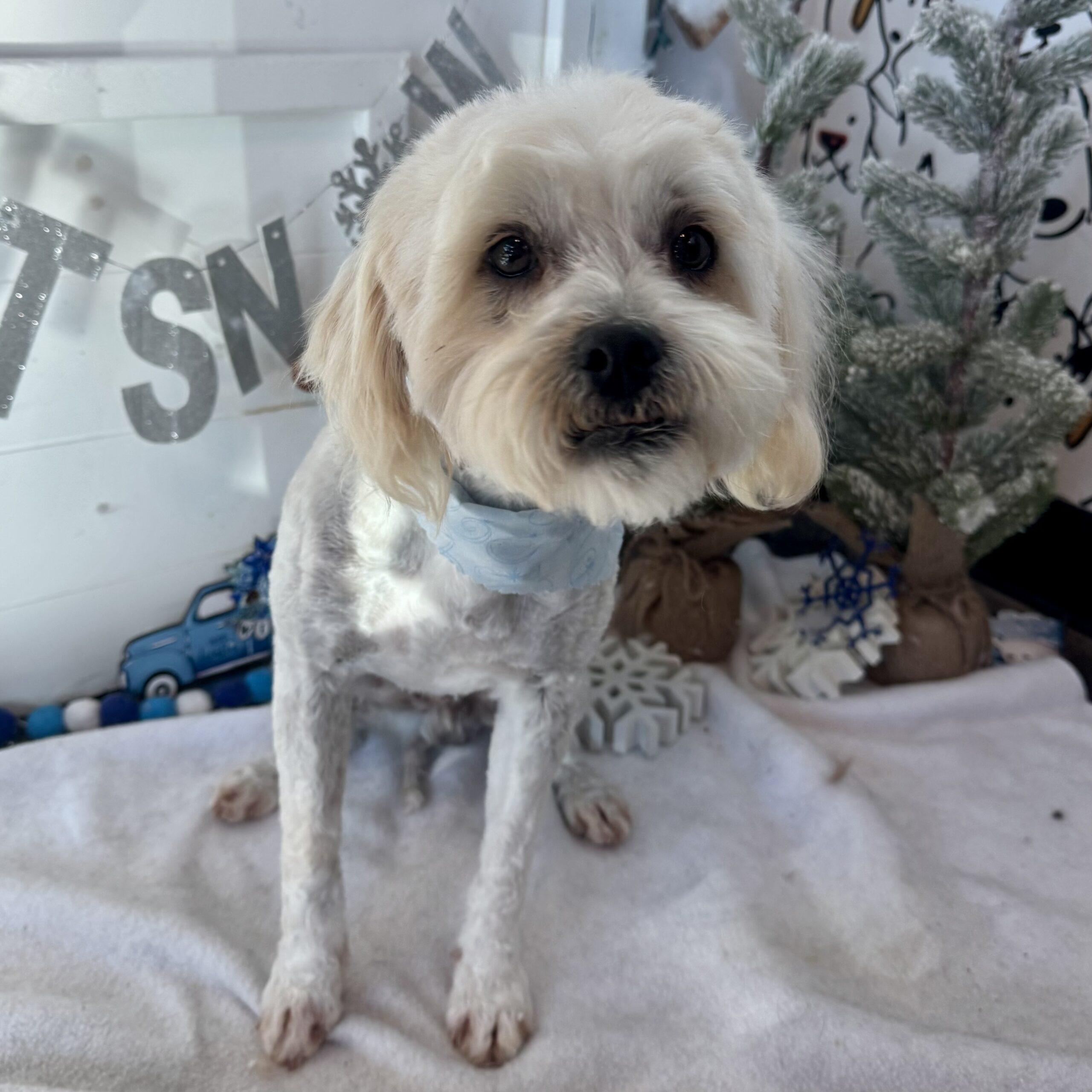 Chase, Adoptable, Young Male Poodle & Maltese.