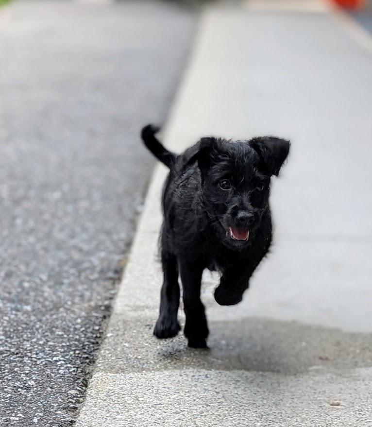 Zero, ADOPTABLE, Puppy Female Terrier.