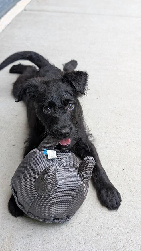 Zero, a ADOPTABLE Terrier in Coquitlam, BC image 2/2