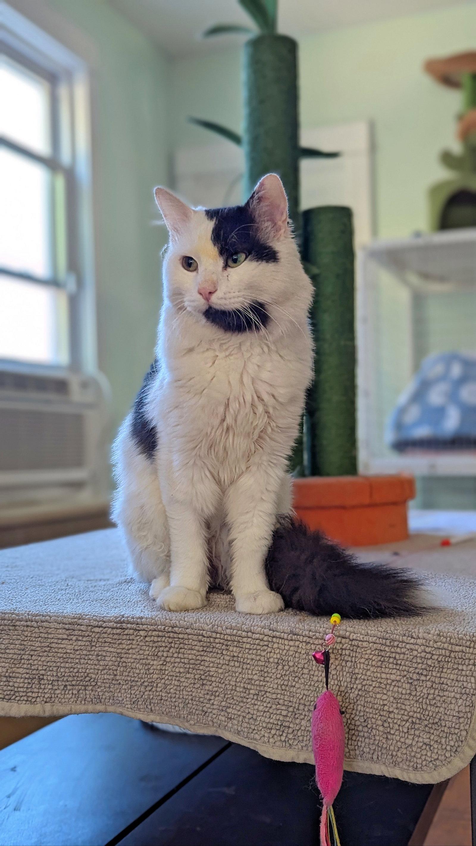 Casper, Adoptable, Adult Male Domestic Long Hair.
