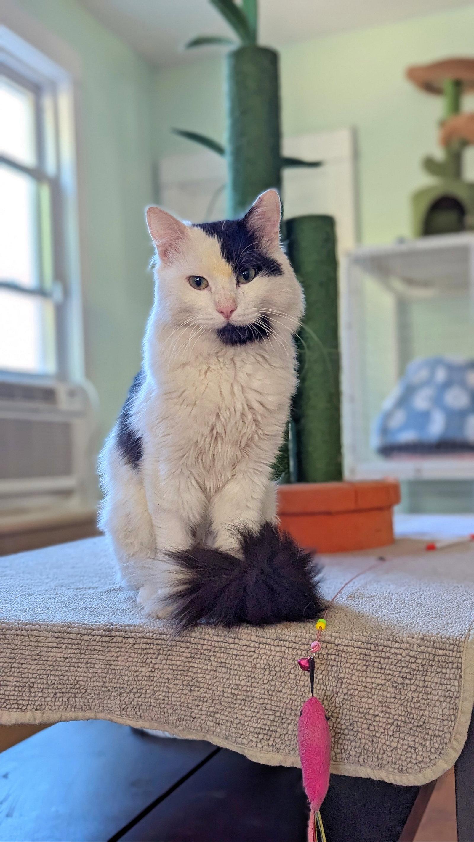 Enlarge Casper, a Adoptable Domestic Long Hair in Chicago, IL image 2/2