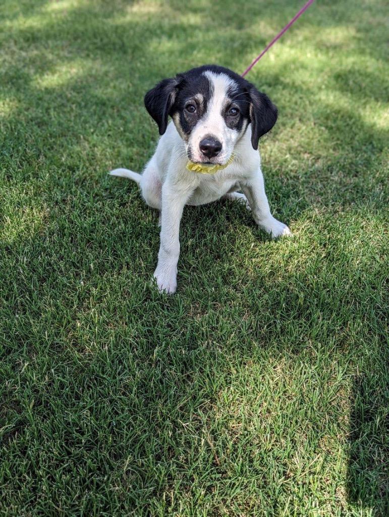 Junie, Adoptable, Puppy Female Border Collie.