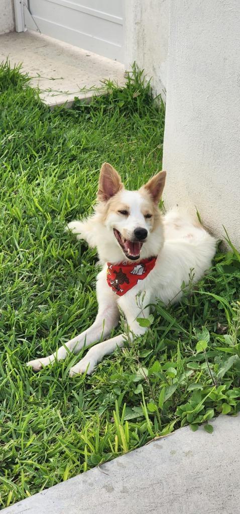 Enlarge Zorrita, a Adoptable mixed breed in San Diego, CA image 1/4