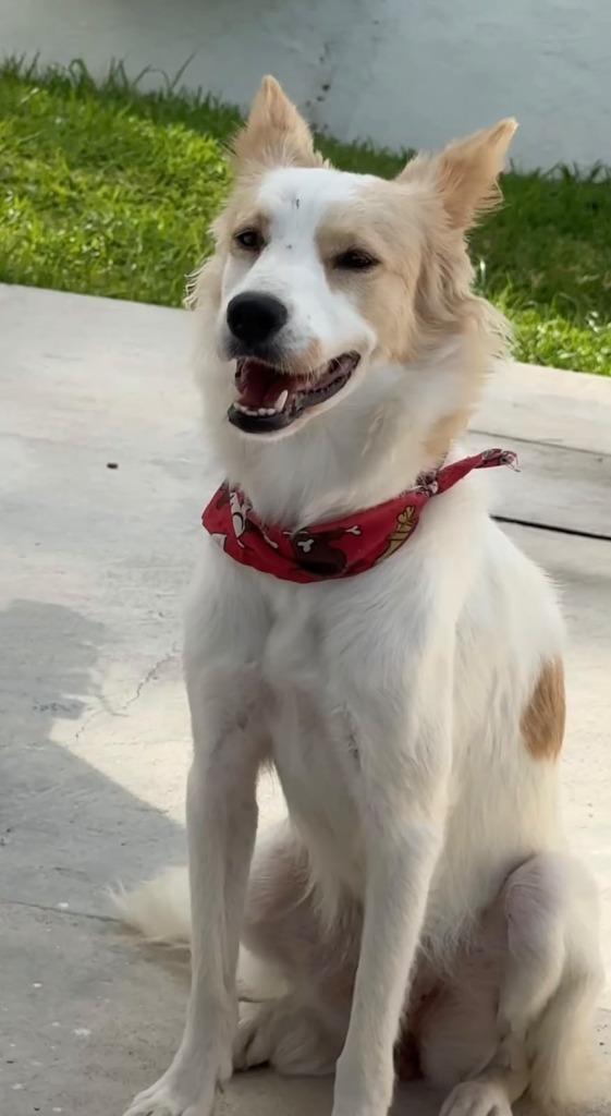 Enlarge Zorrita, a Adoptable mixed breed in San Diego, CA image 2/4