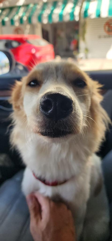 Enlarge Zorrita, a Adoptable mixed breed in San Diego, CA image 3/4