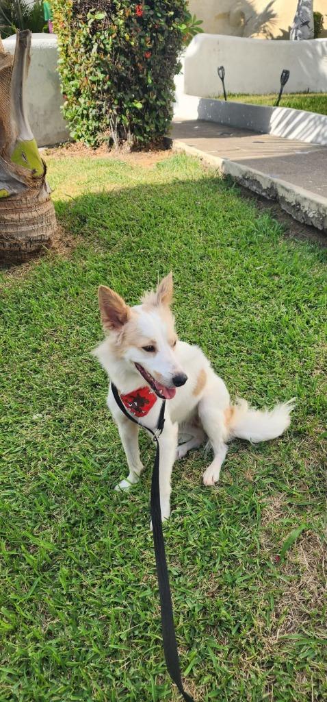 Enlarge Zorrita, a Adoptable mixed breed in San Diego, CA image 4/4