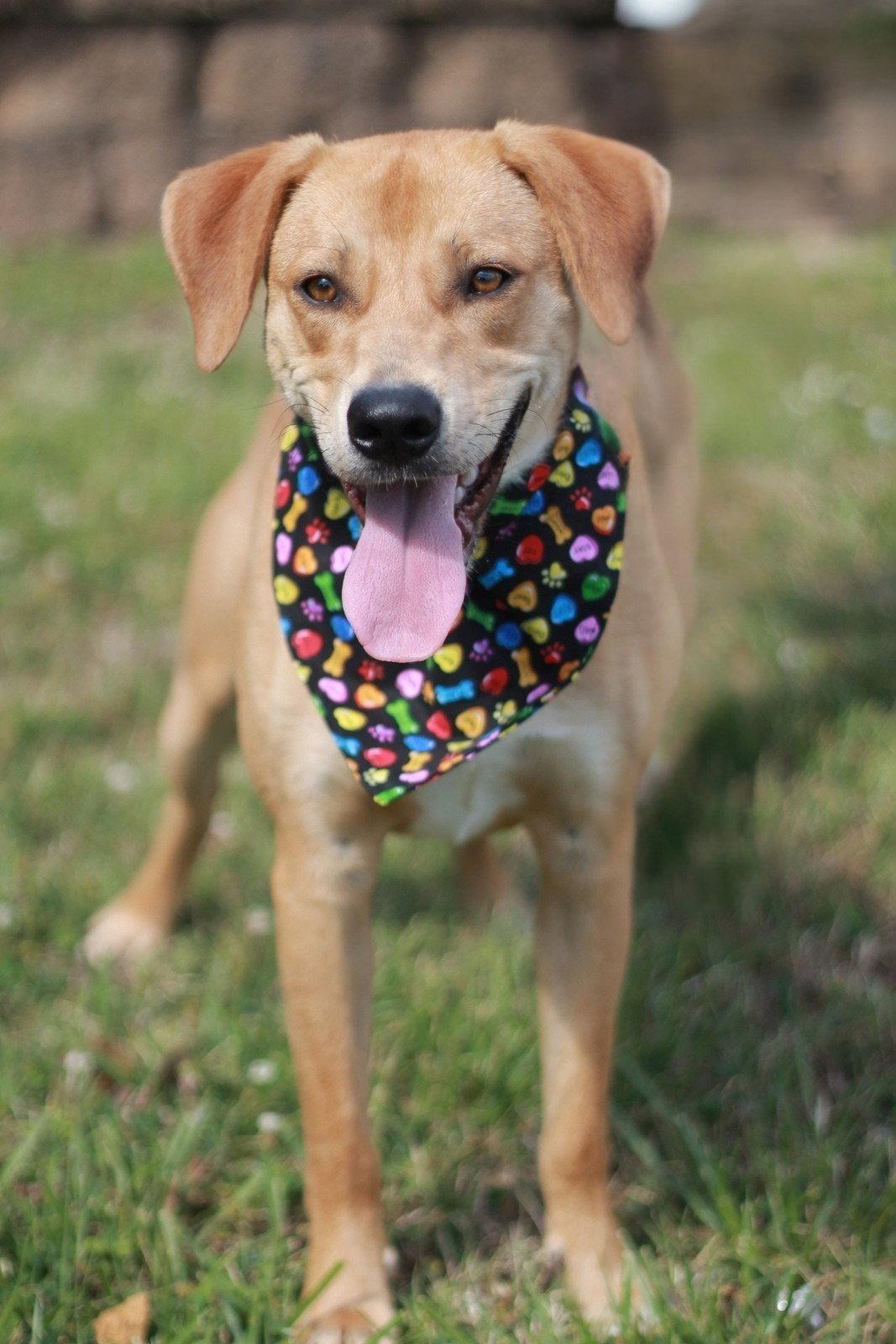 Hank, Adoptable, Young Male Mountain Cur.