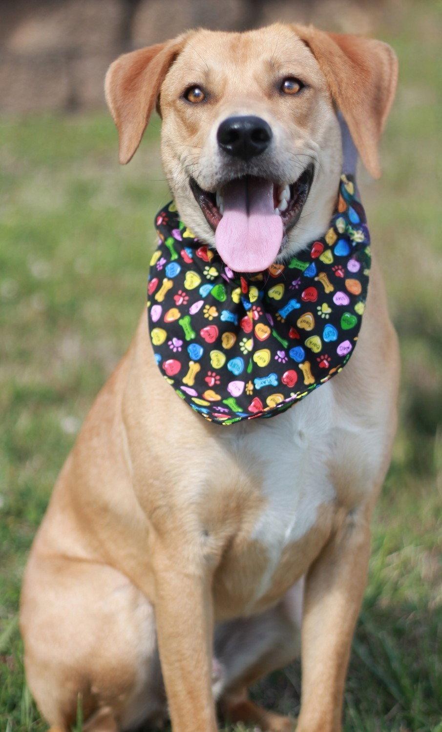 Hank, a Adoptable Mountain Cur in Cookeville, TN image 2/3