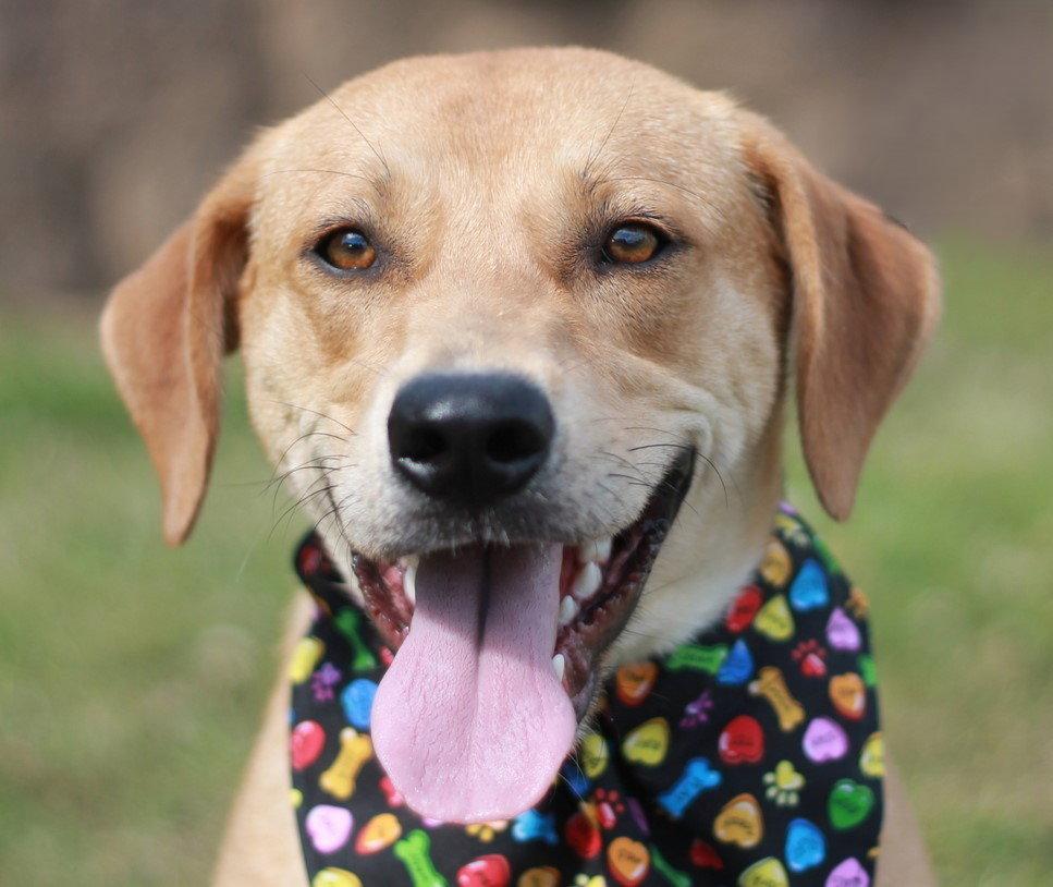 Hank, a Adoptable Mountain Cur in Cookeville, TN image 3/3